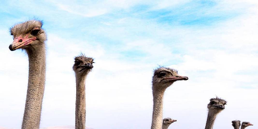 İstanbul’da devekuşu gördü yetiştirmek için Kars’a döndü! Şimdi çiftliğini kuruyor: 7 dönümde sayıları 1 yılda 11’e çıktı 6